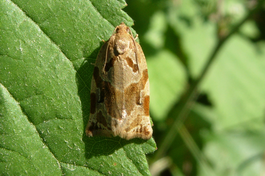 Archips xylosteana, Tortricidae